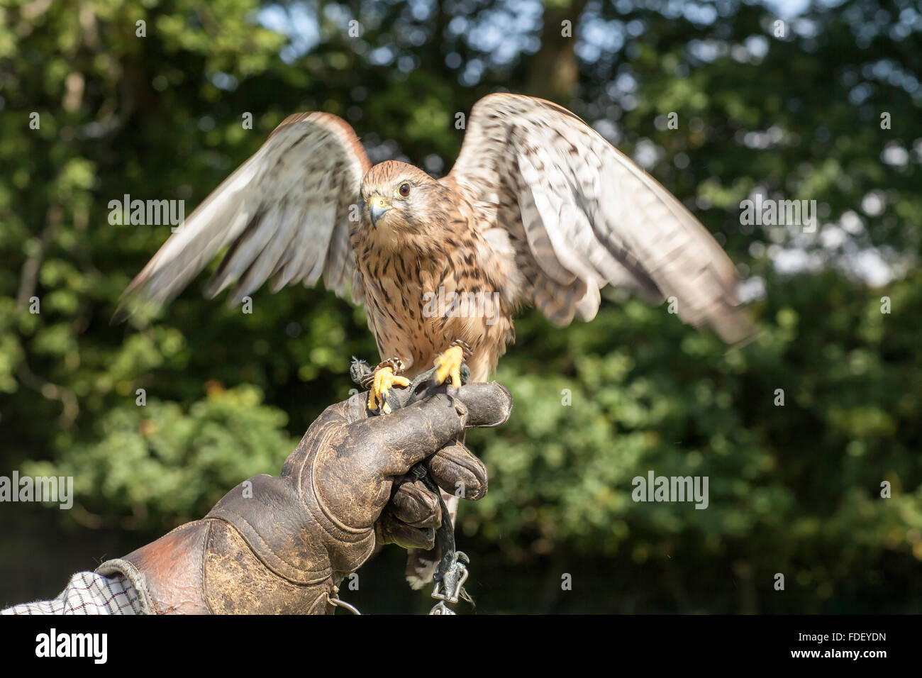 British Kestrel, full length on glove with wings extended.  (20 of 33) Stock Photo