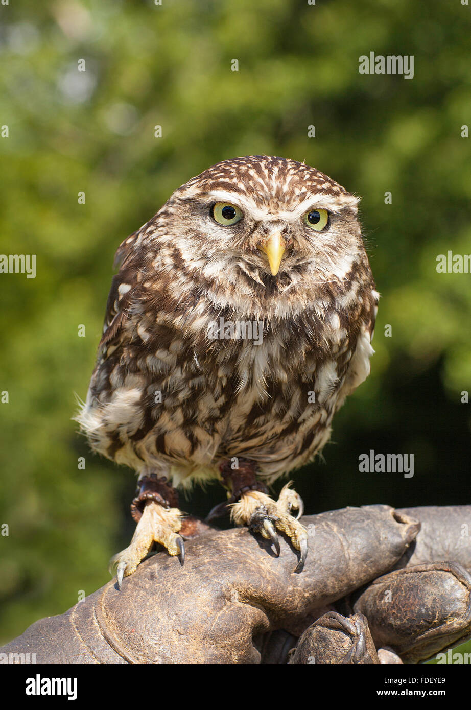 Little Owl, British  (20 0f 33) Stock Photo