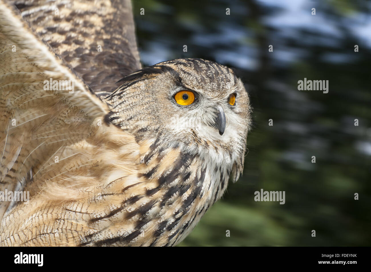 European Eagle Owl in flight, close up  (17 0f 33) Stock Photo