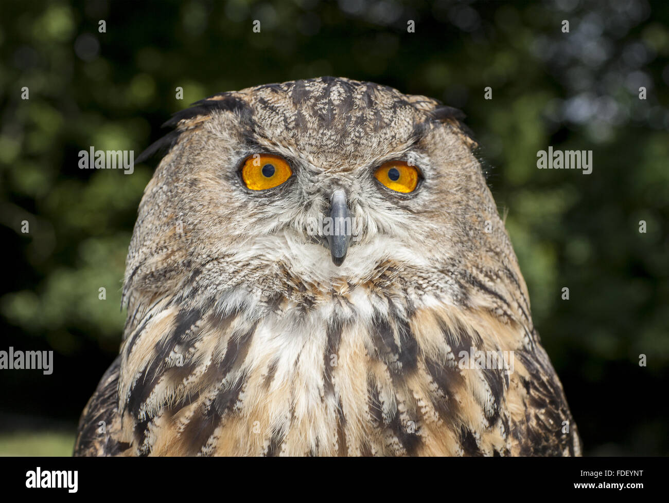 European Eagle Owl, close up  (15 0f 33) Stock Photo
