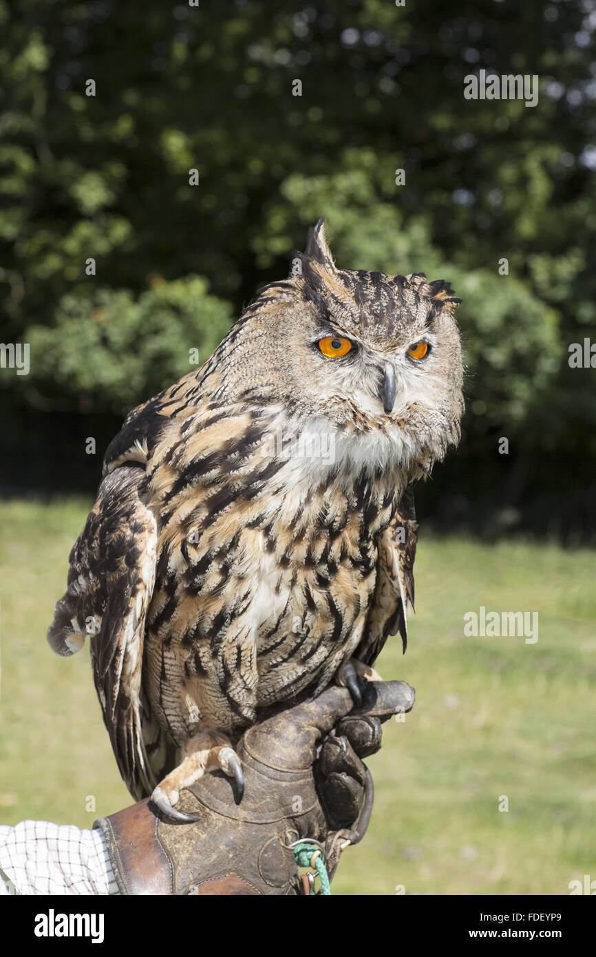 European Eagle Owl   (12 0f 33) Stock Photo