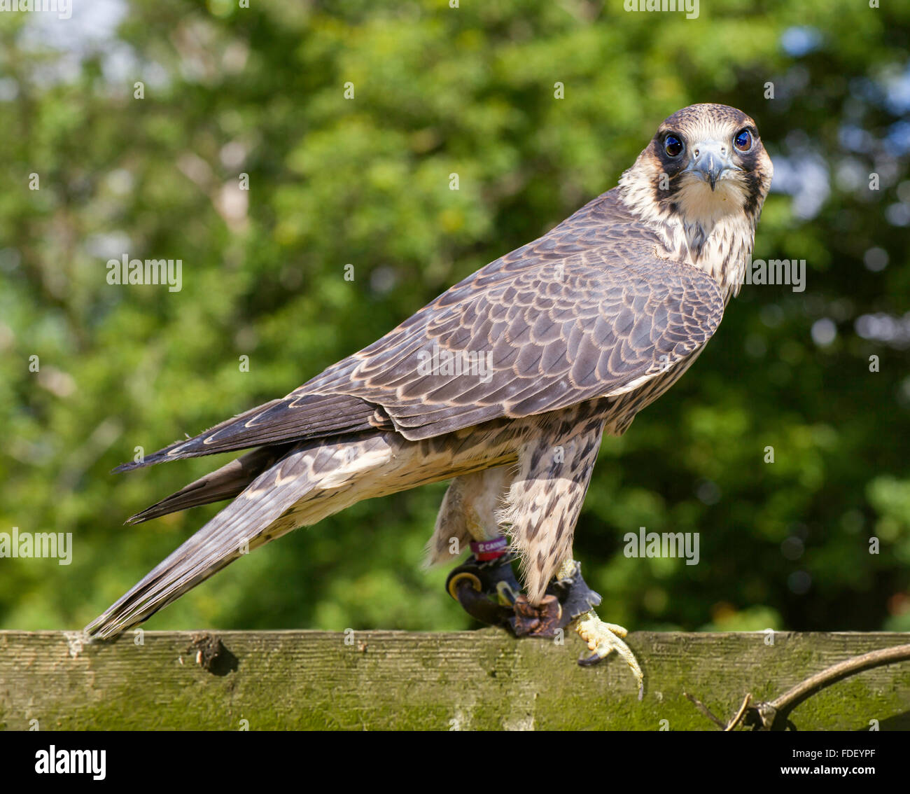 Peregrine Falcon  (Scottish)  (11 0f 33) Stock Photo