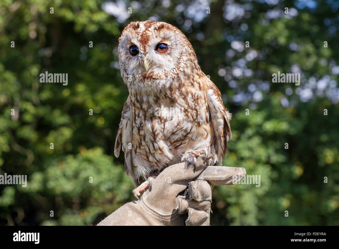 Tawny Owl  on glove. Stock Photo