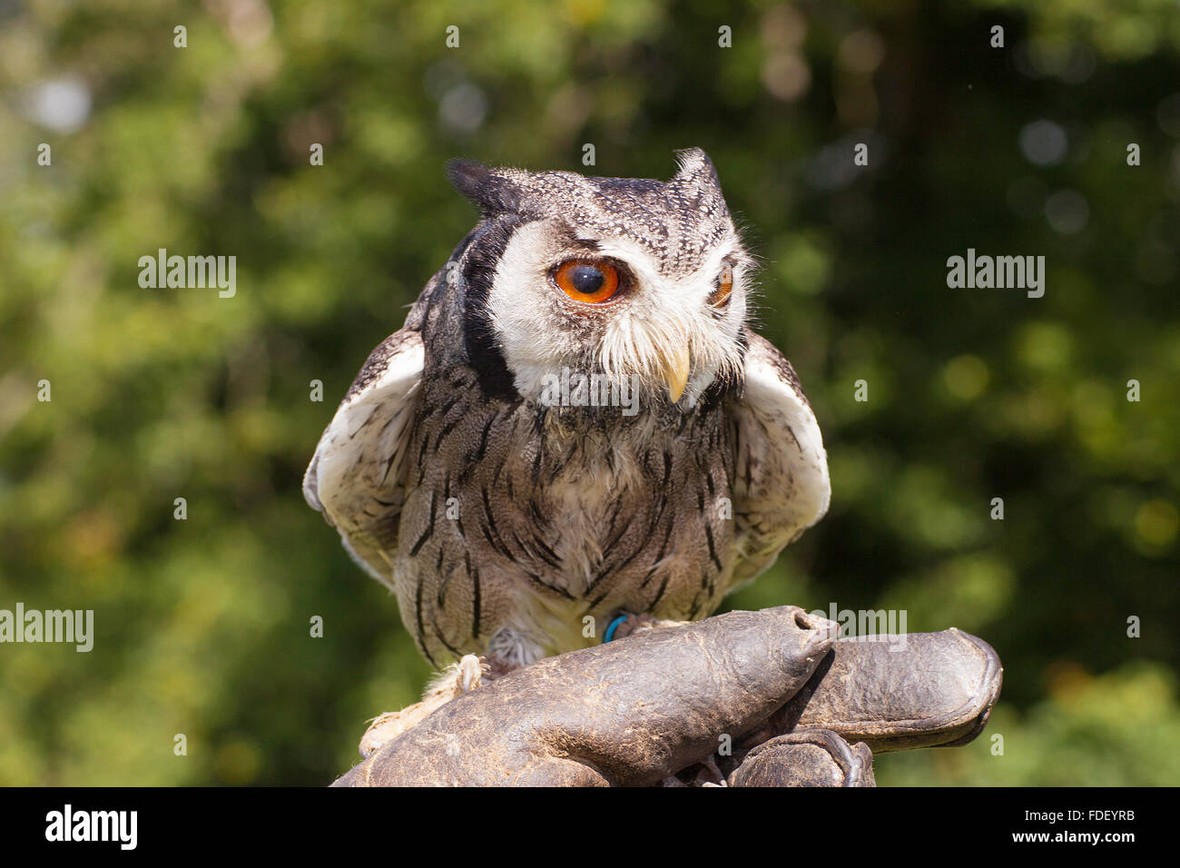 White Faced Scops Owl on glove. (2 of 33 pictures) Stock Photo