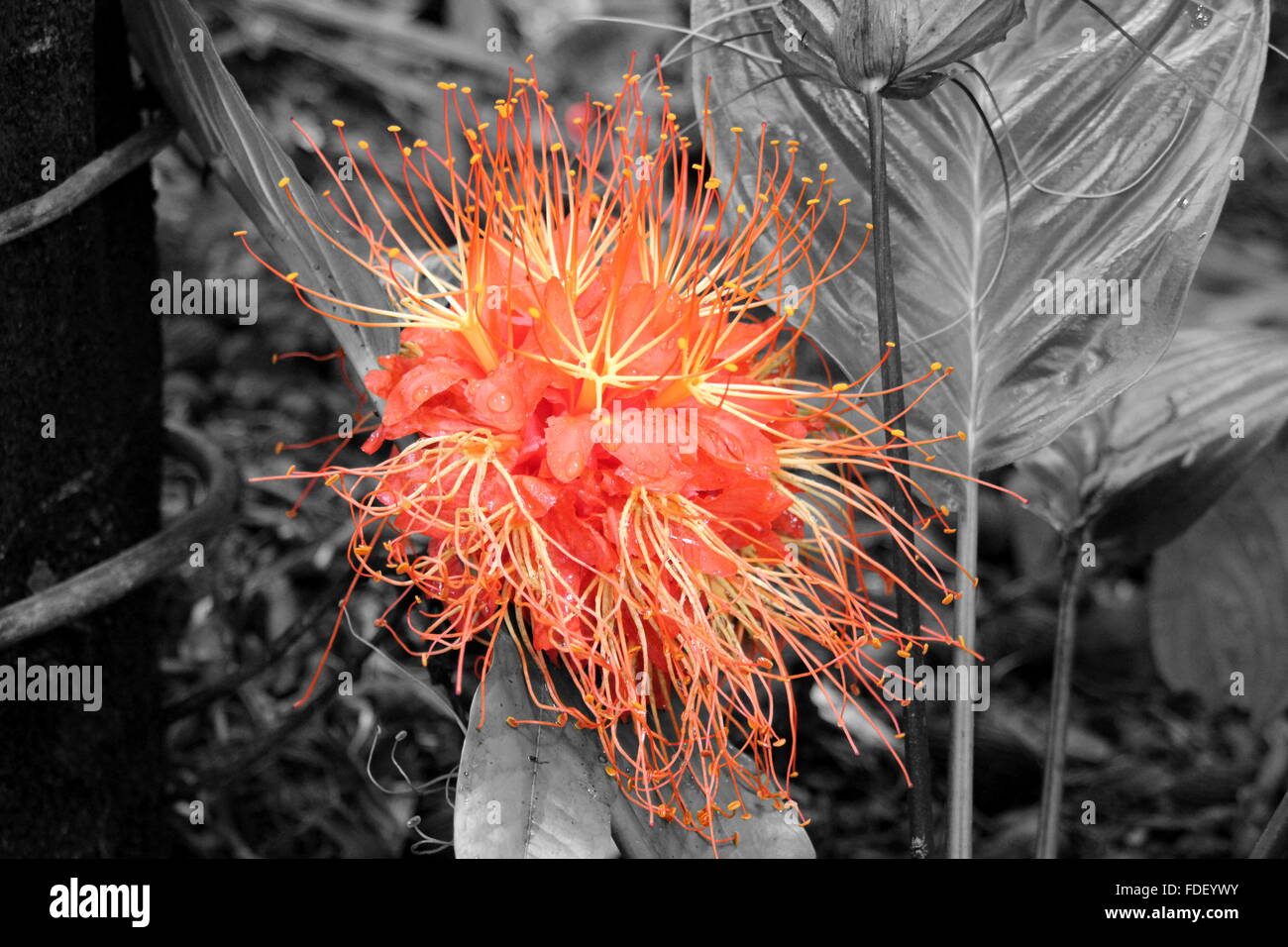 Black and white image of a red protea blossom Stock Photo