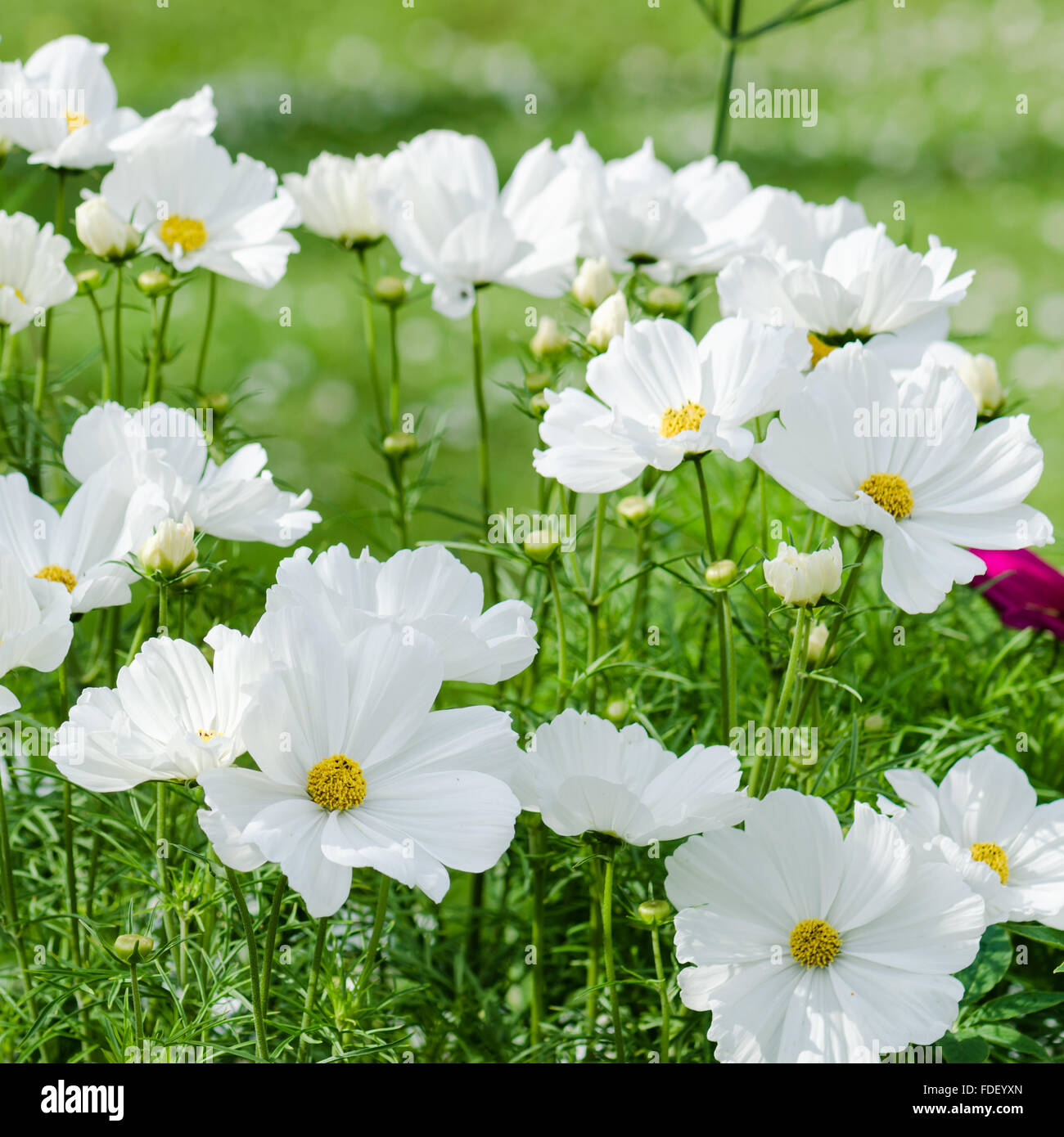 White  flower on a bed with other plants, close-up Stock Photo