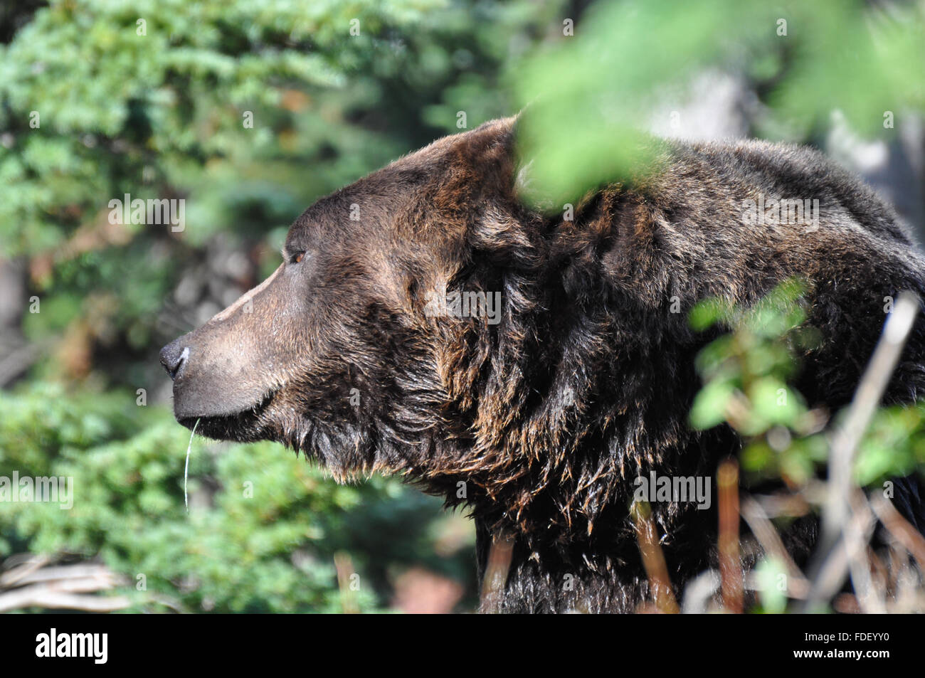 Ursus arctos: Side shot of face of a Grizzly Bear. Stock Photo