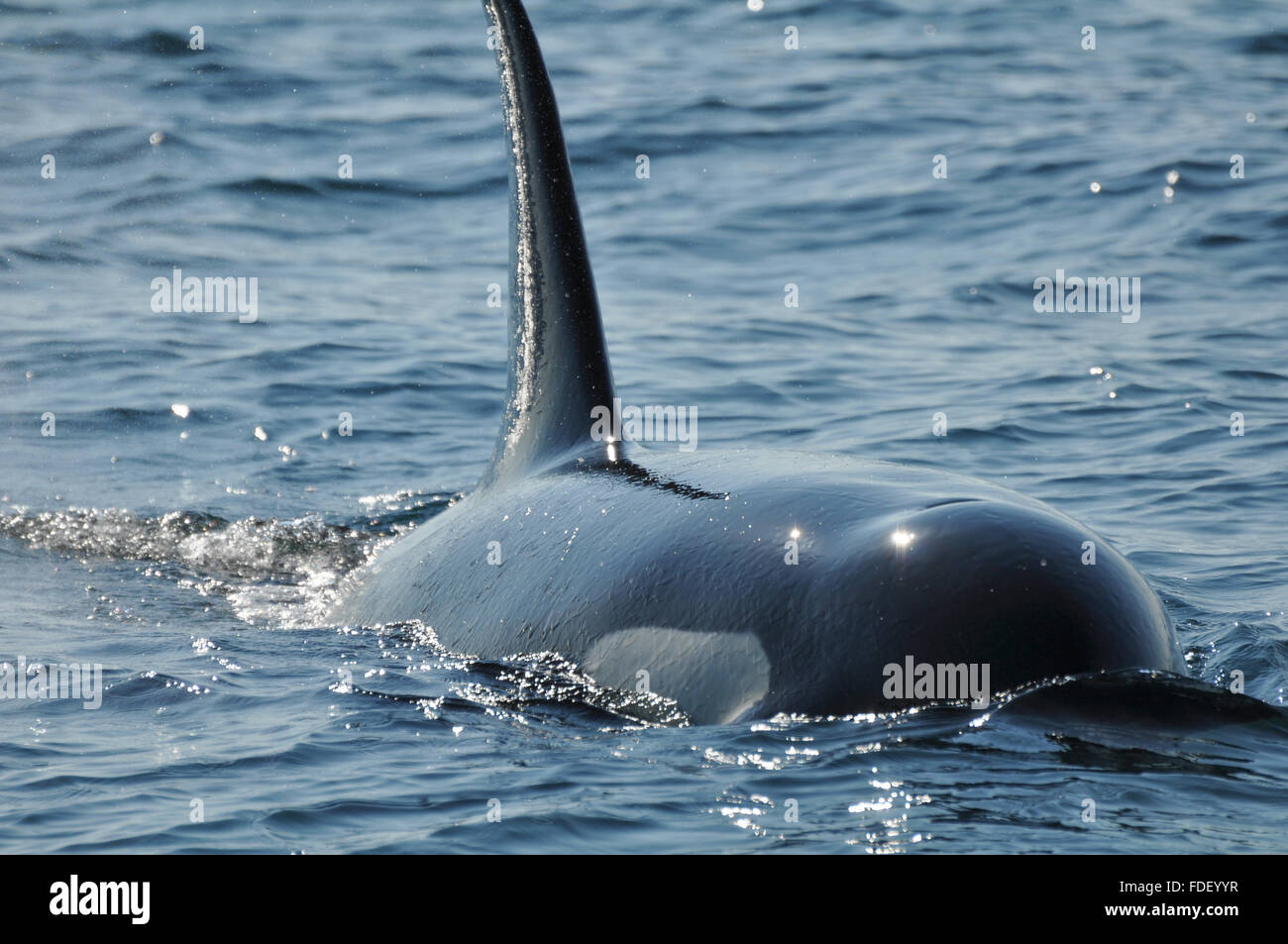 Orcinus orca: Male Pacific Orca with dorsal fin in the sun. Stock Photo