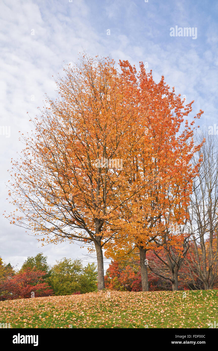 Autumn Tree with leaves falling. Stock Photo