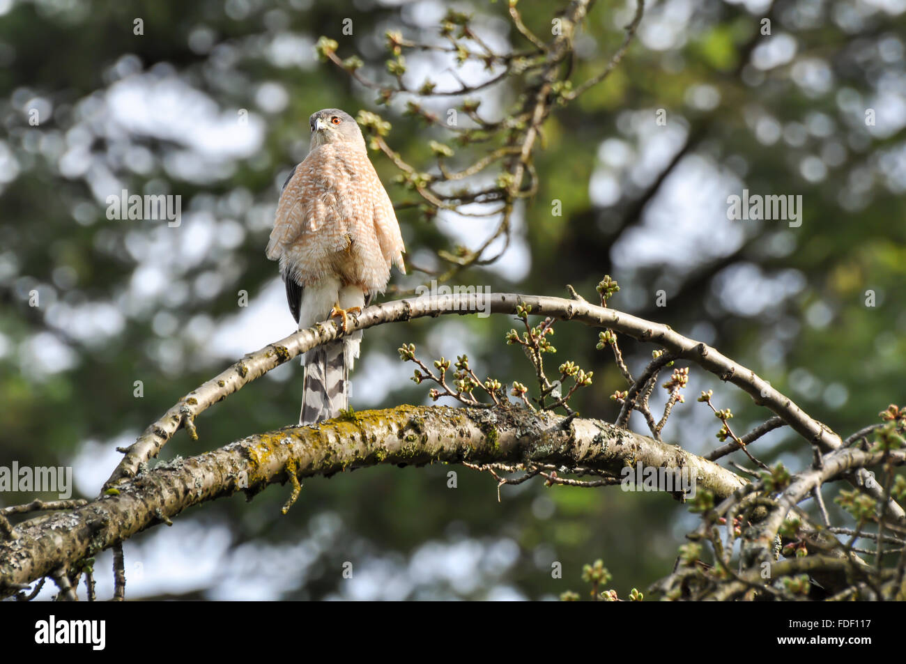 Accipiter Cooperii: A cooper's hawk sitting on a branch. Stock Photo