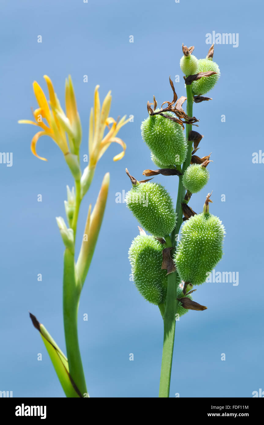 Canna Indica: Canna Lily and its seeds against the sky. Stock Photo
