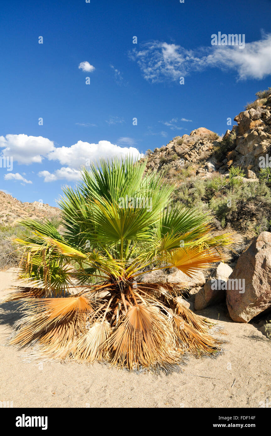 A Palm tree in the California sun at Cottonwood Spring Stock Photo