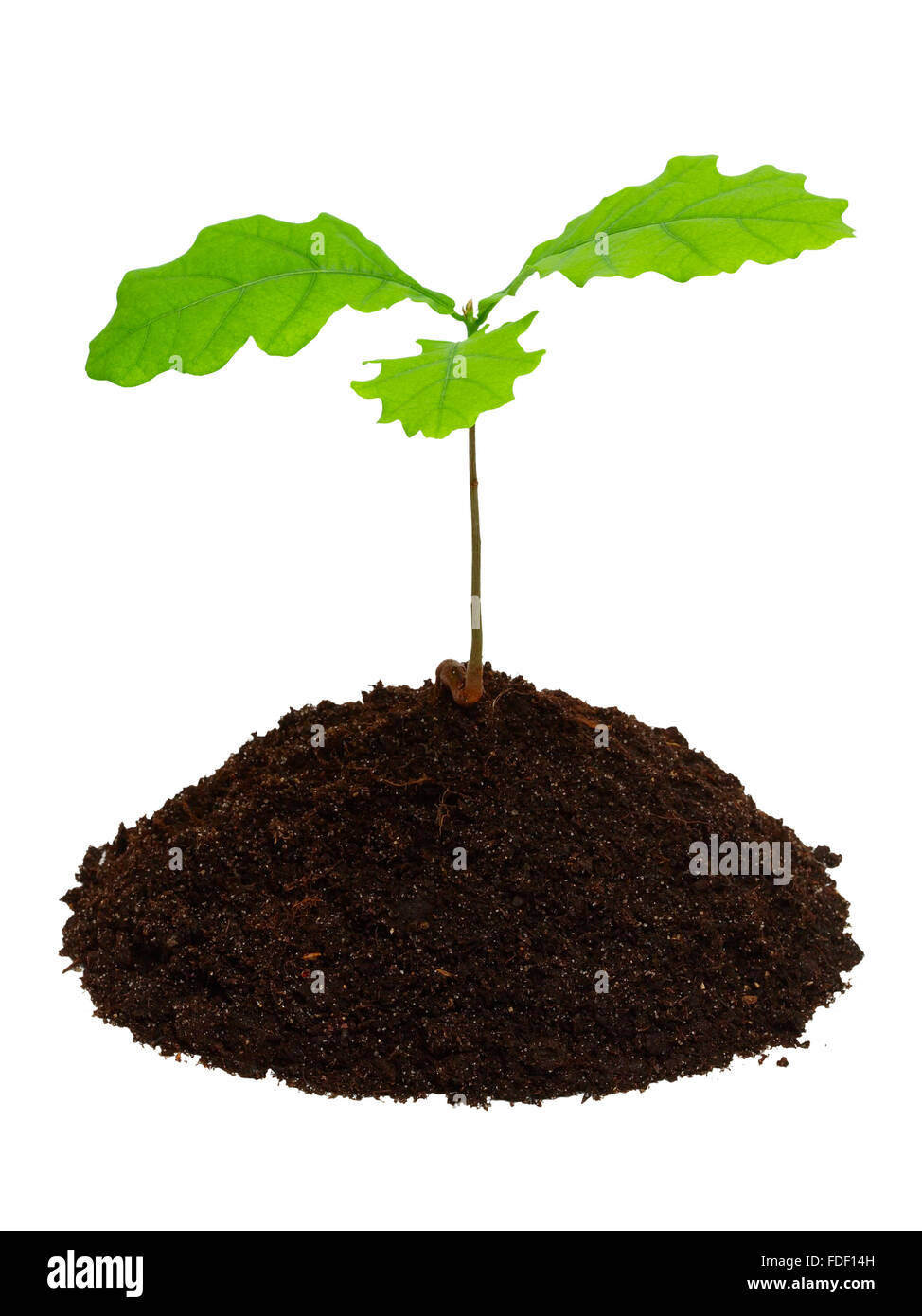 Sprout of oak with ground isolated on the white background. Stock Photo
