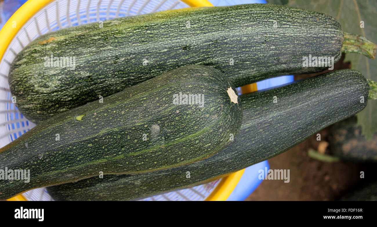 Cucurbita pepo, Australian Green Summer squash, fruits dark green with
