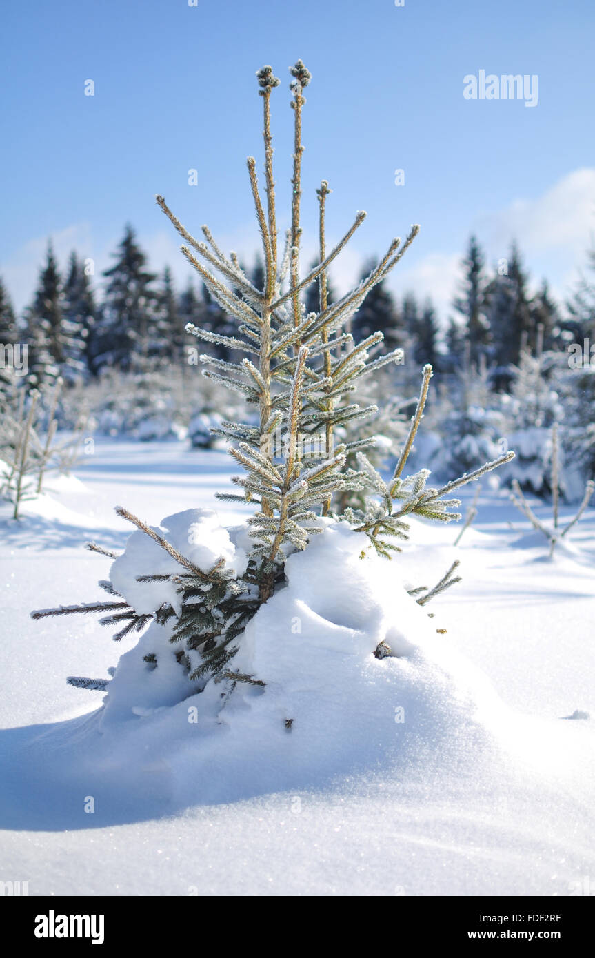 A Pine Tree drowned in snow. Stock Photo