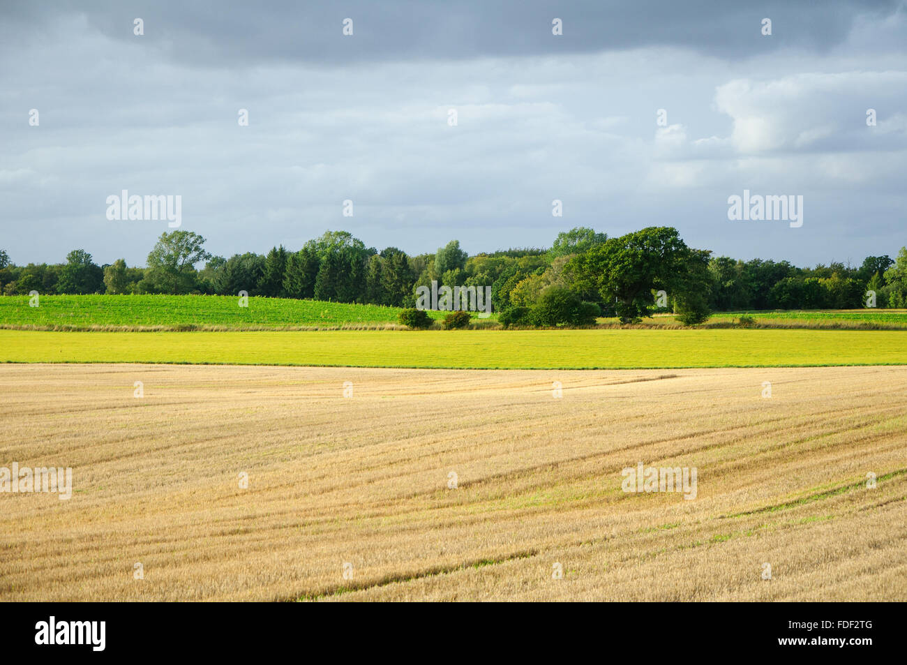 A sunlit field before a storm Stock Photo