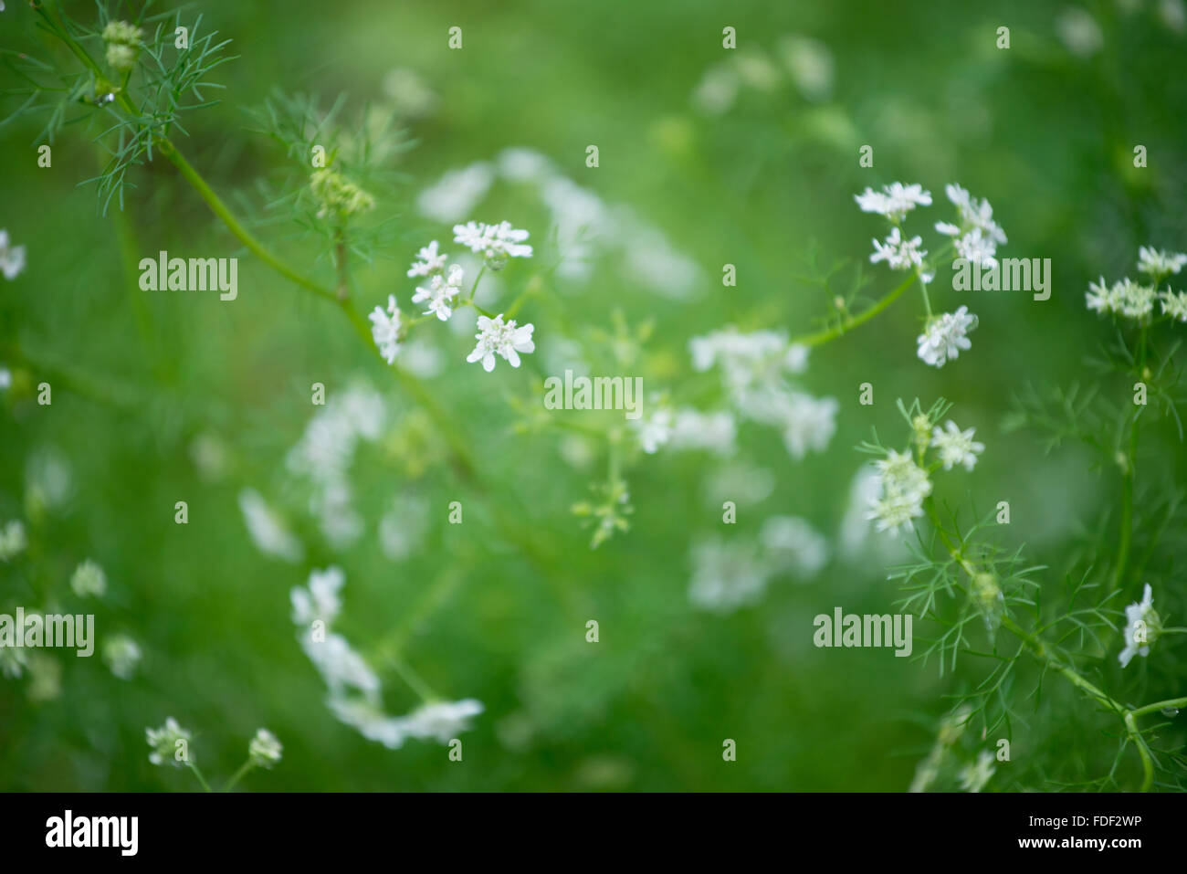 flower of coriander ( Coriandrum sativum Stock Photo Alamy