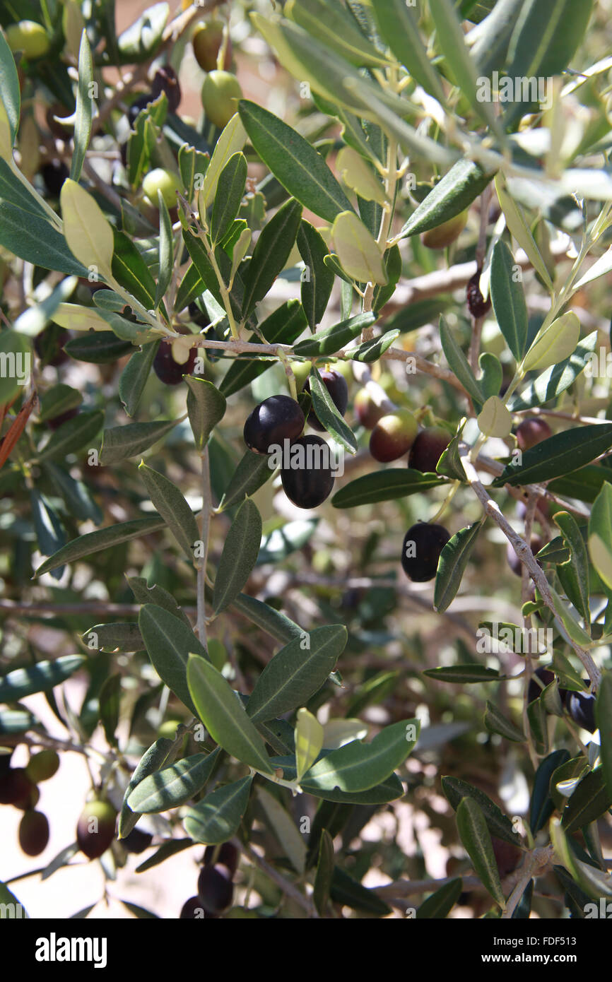 Black and Green Olives on the tree Stock Photo Alamy