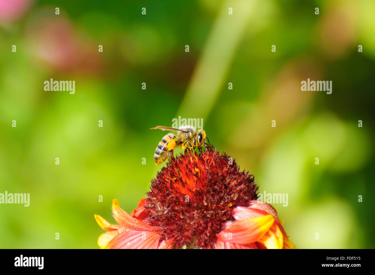 Apis mellifera and Gaillardia: Western Honey Bee collecting pollen from a Blanket Flower Stock Photo