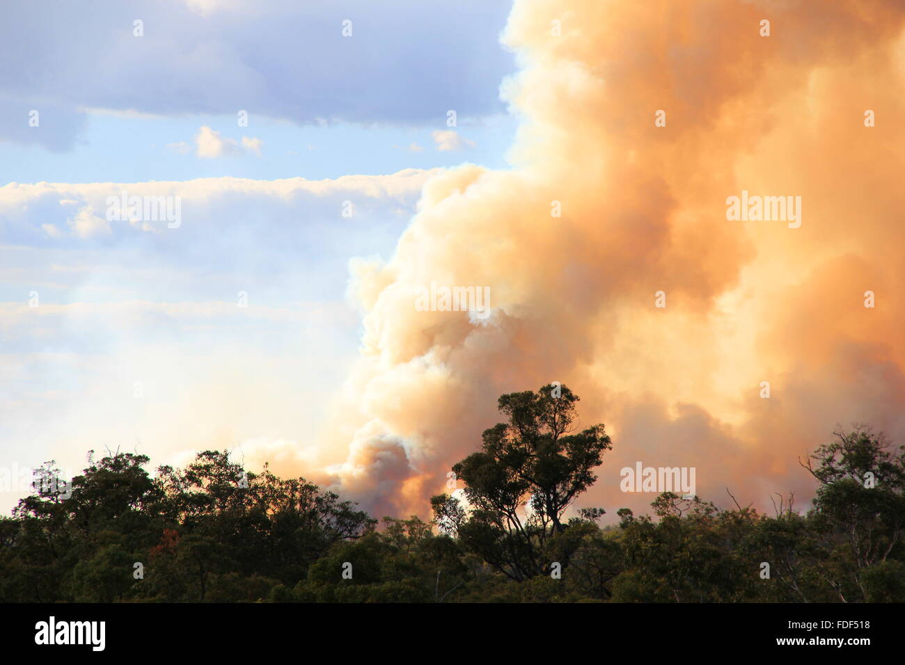 fire smoke over the forest Stock Photo