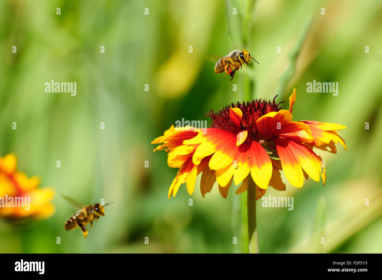 Apis mellifera and Gaillardia: Western Honey Bees landing on a Blanket Flower Stock Photo