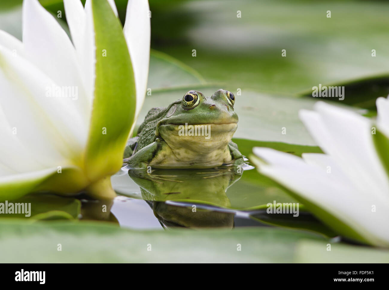 Marsh Frog sits on a green leaf among white lilies in a pond Stock Photo