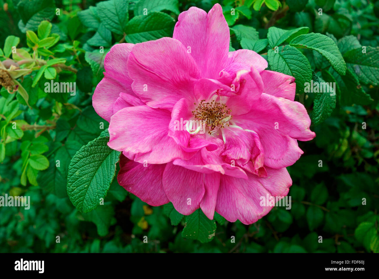 Rosa carolina, commonly known as the Carolina rose, pasture rose, or low rose, is a shrub in the rose family native to NA Stock Photo