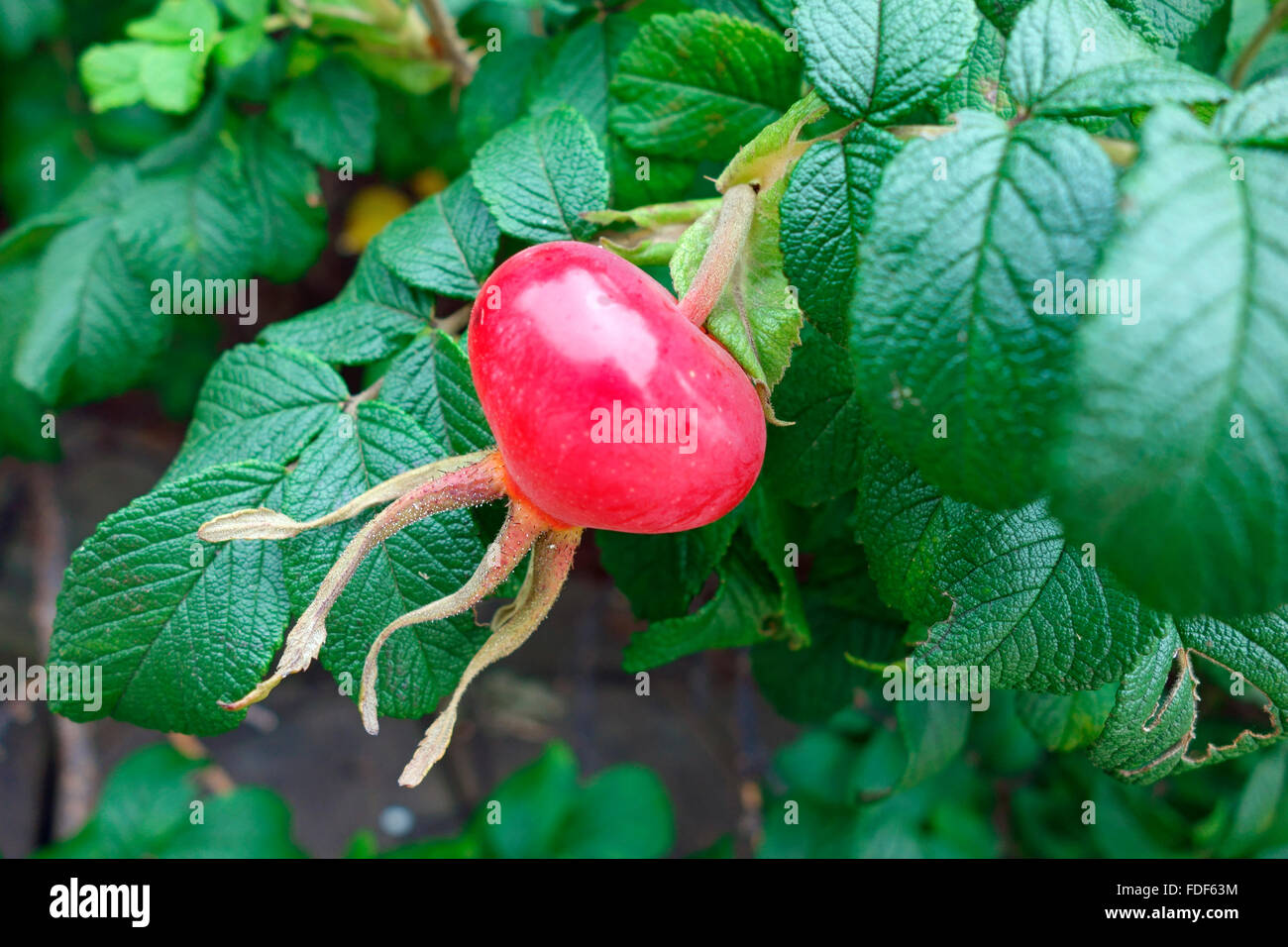Rose hip fruit of the Rosa carolina, commonly known as the Carolina rose, pasture rose, or low rose Stock Photo