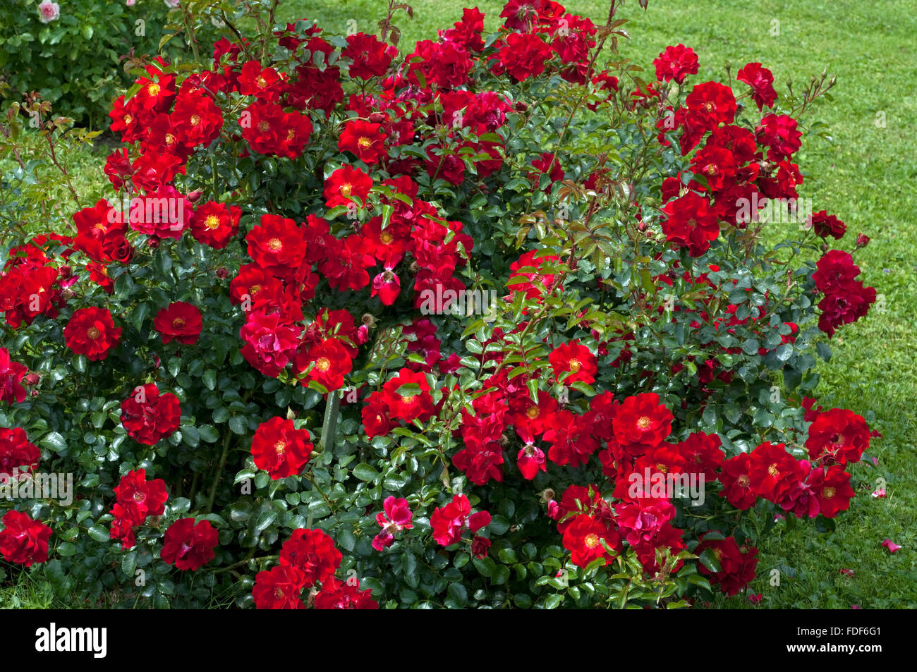 Beetrose; Polyantha Rose Stock Photo