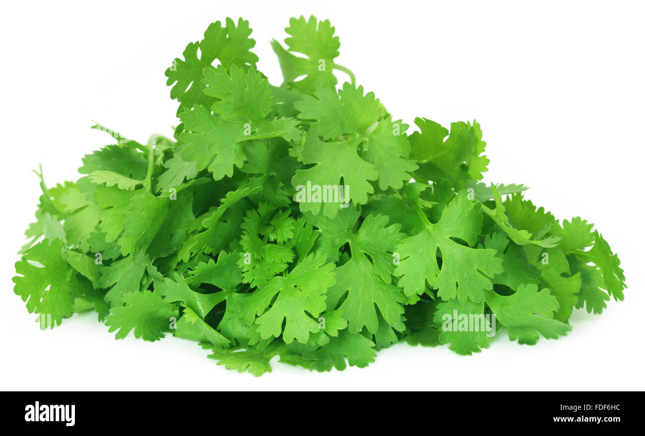 Fresh coriander leaves over white background Stock Photo Alamy