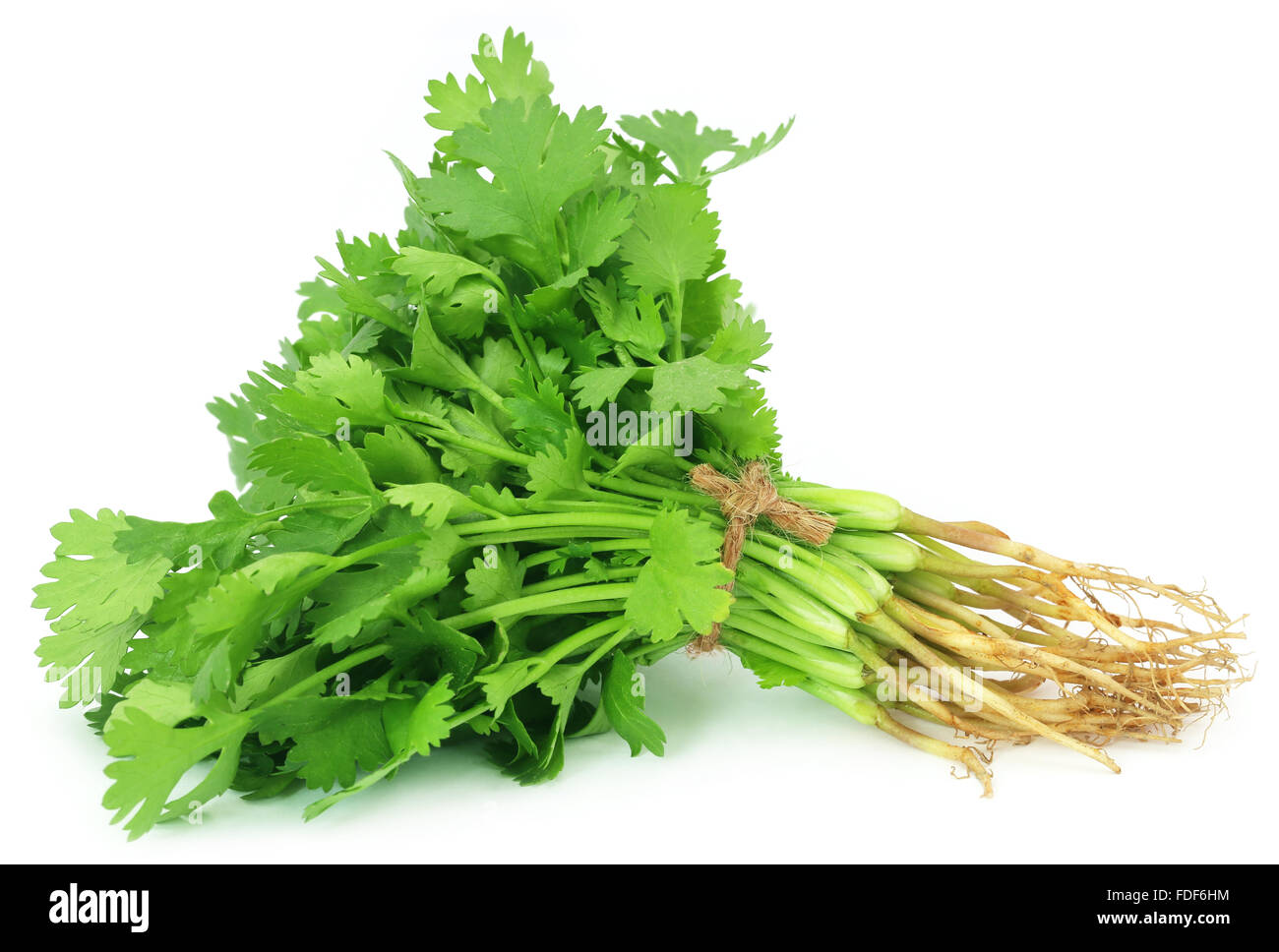 Fresh coriander leaves over white background Stock Photo Alamy