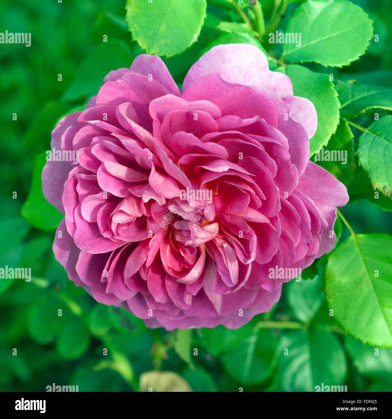 Englische Rose, Princess Anne Stock Photo - Alamy