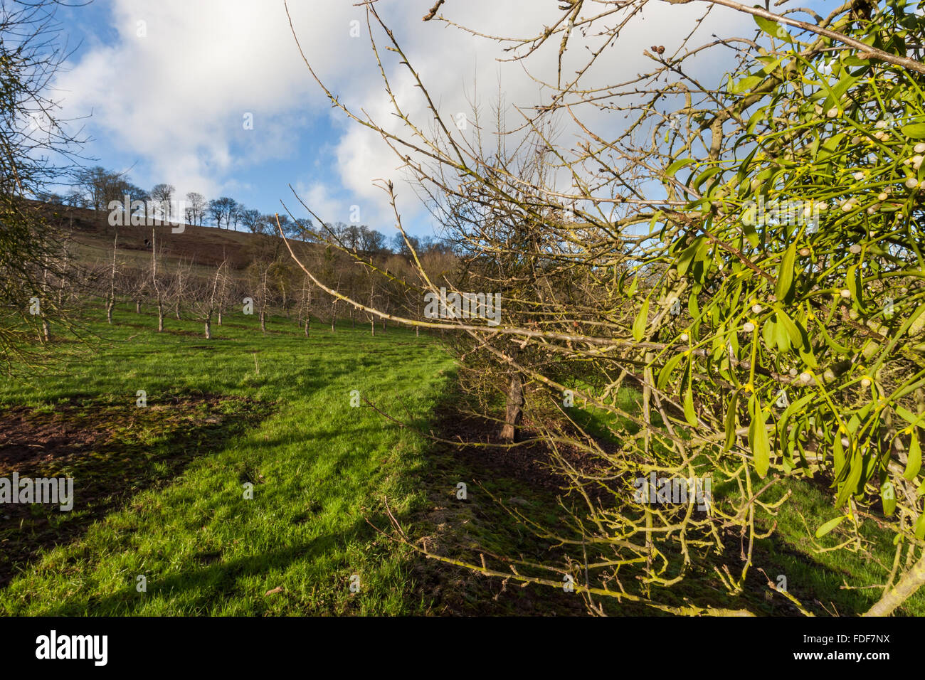 Newcastle, Monmouthshire, UK. 30th January, 2016. Traditional pagan