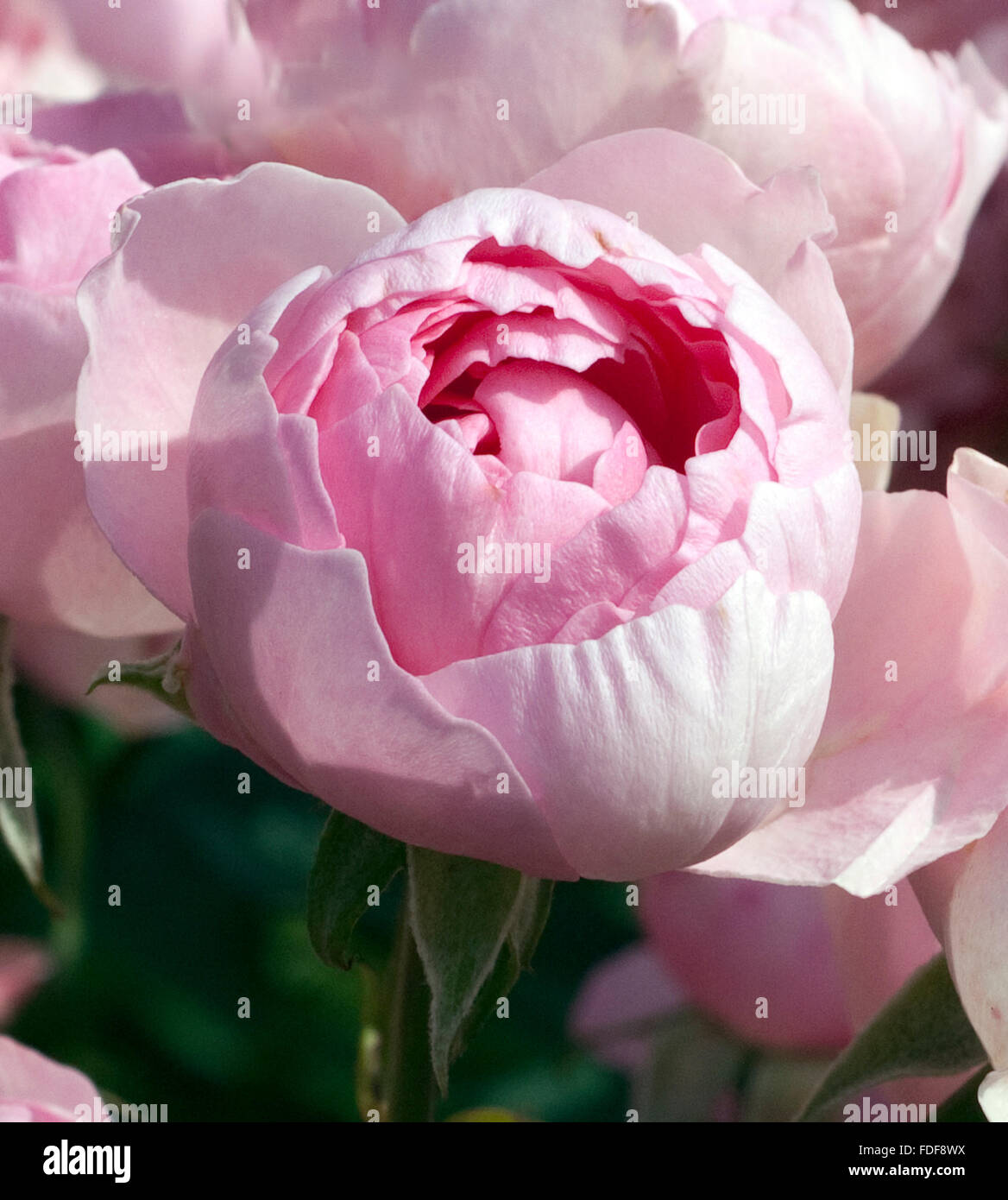 Rosen hi-res stock photography and images - Alamy Rosen hi-res stock photography and images - Alamy