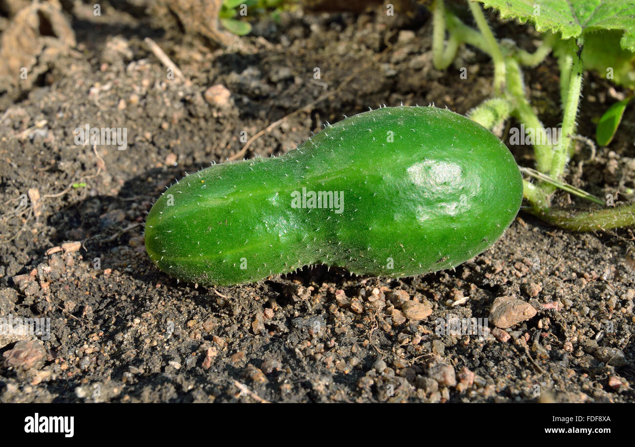 Cucumber growing on stony soil Stock Photo Alamy