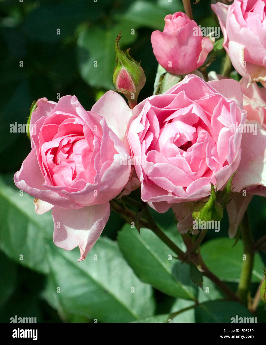 Strauchrose hi-res stock photography and images - Alamy