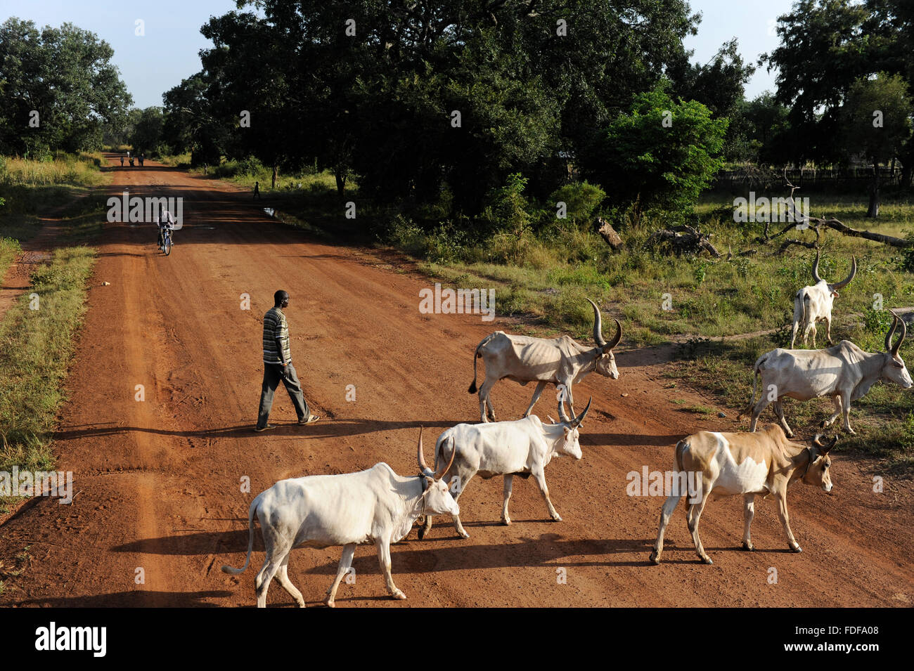 SOUTH SUDAN Bahr al Ghazal region , Lakes State, road Juba to Rumbek, Dinka shepherd with