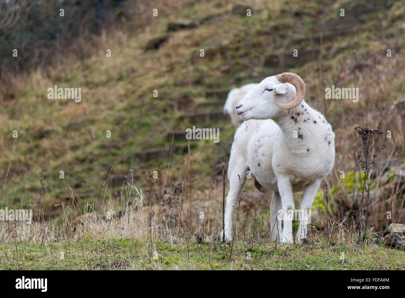 Ram horn hi-res stock photography and images - Alamy