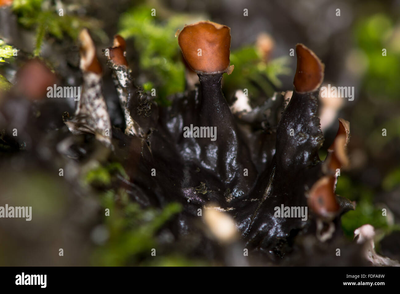 Peltigera dog lichen with apothecia. A lichen with reddish-brown apothecia, the fruiting bodies Stock Photo