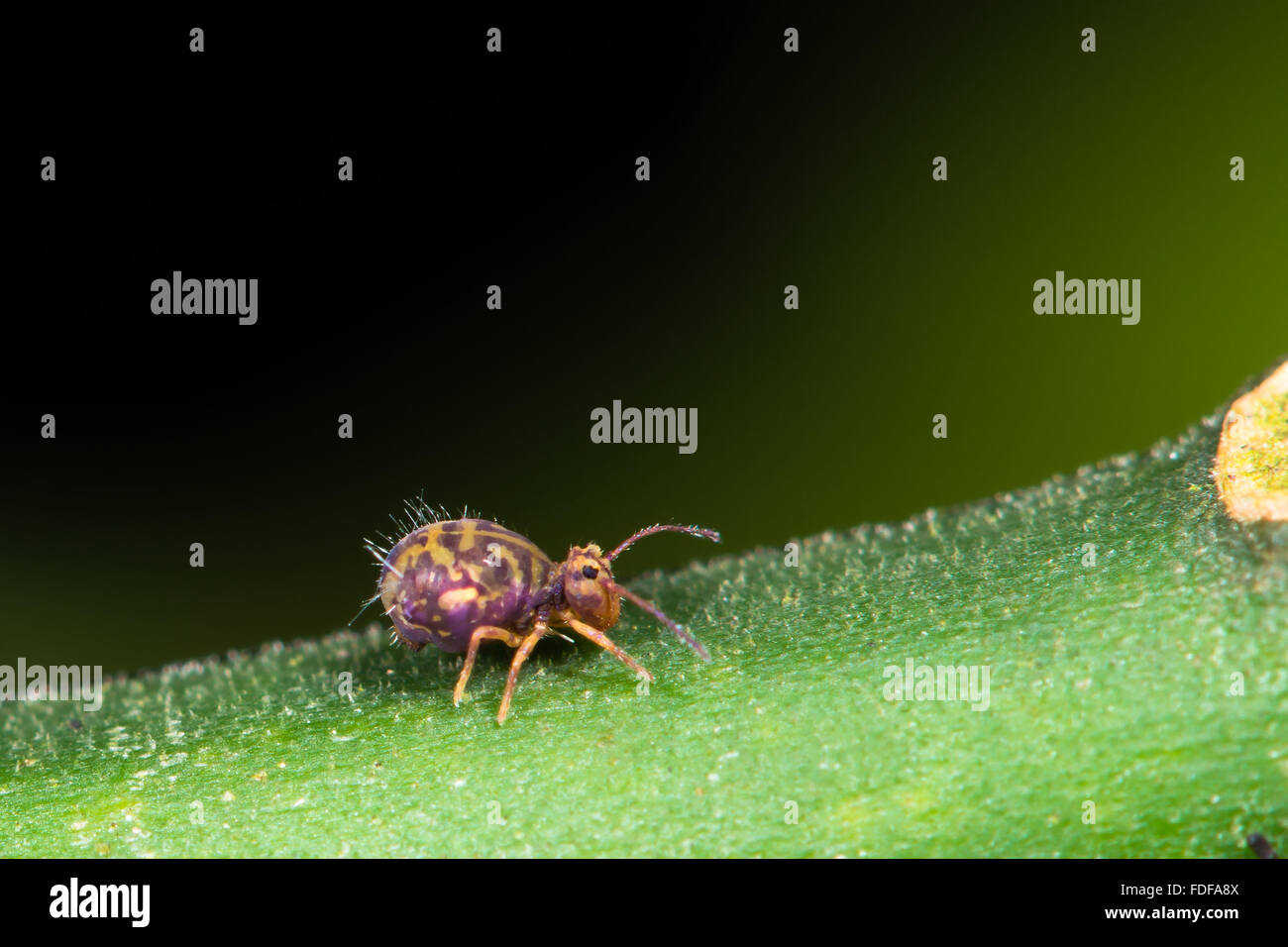 Dicyrtomina saundersi springtail. A tiny purple and yellow hexapod walking on a yew tree Stock Photo