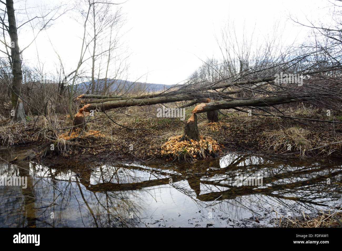 Trees cut down by beavers Stock Photo - Alamy