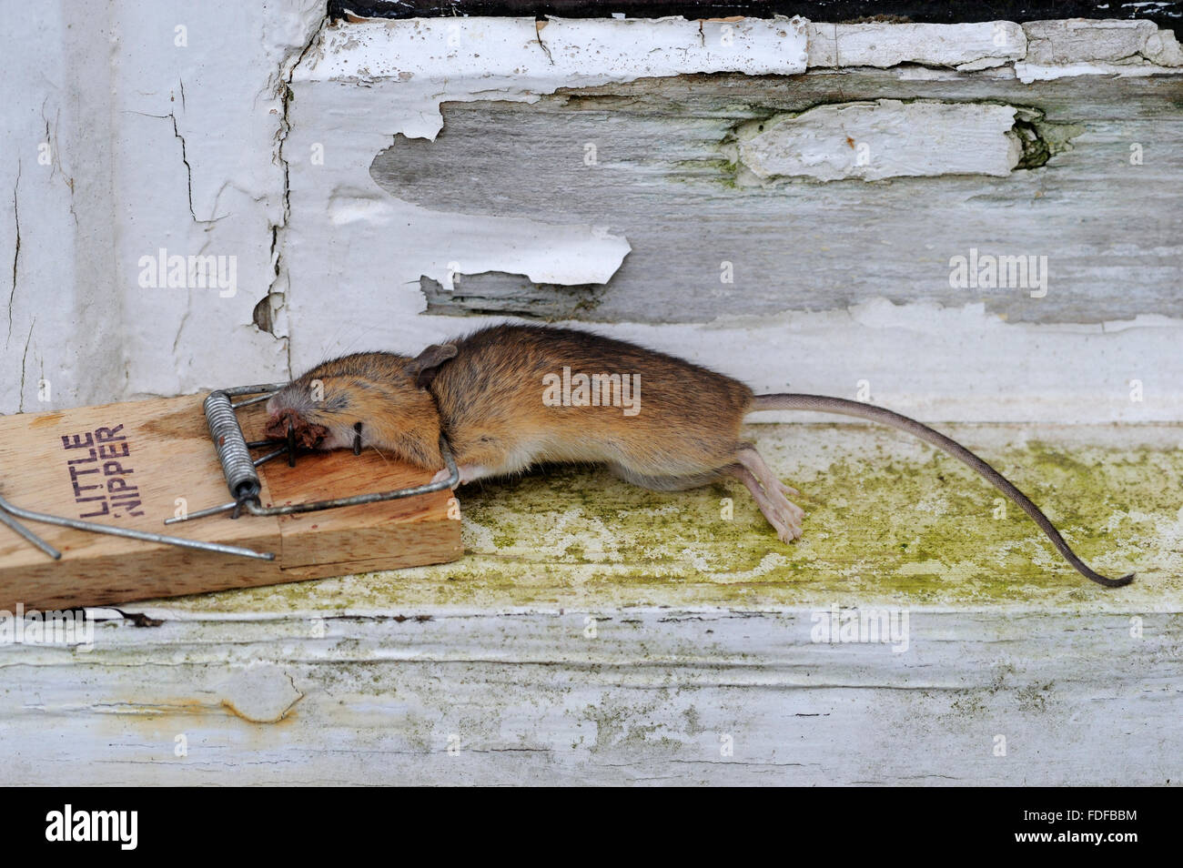 A dead mouse in a small, battery powered trap, killed by electric shock,  with the grain bait on the floor Stock Photo - Alamy