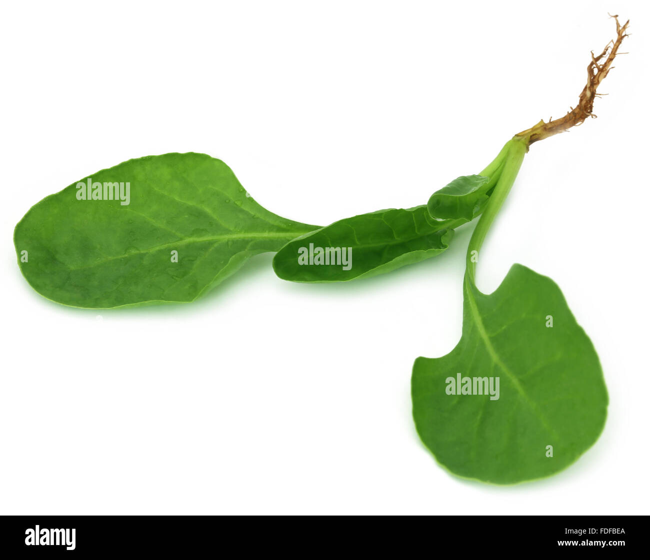 Green fresh water spinach hires stock photography and images Alamy