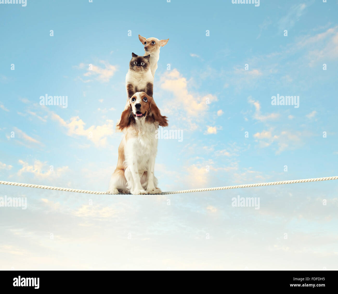 Image of spaniel dog balancing on rope Stock Photo