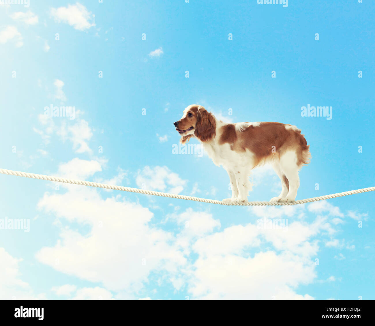 Image of spaniel dog balancing on rope Stock Photo