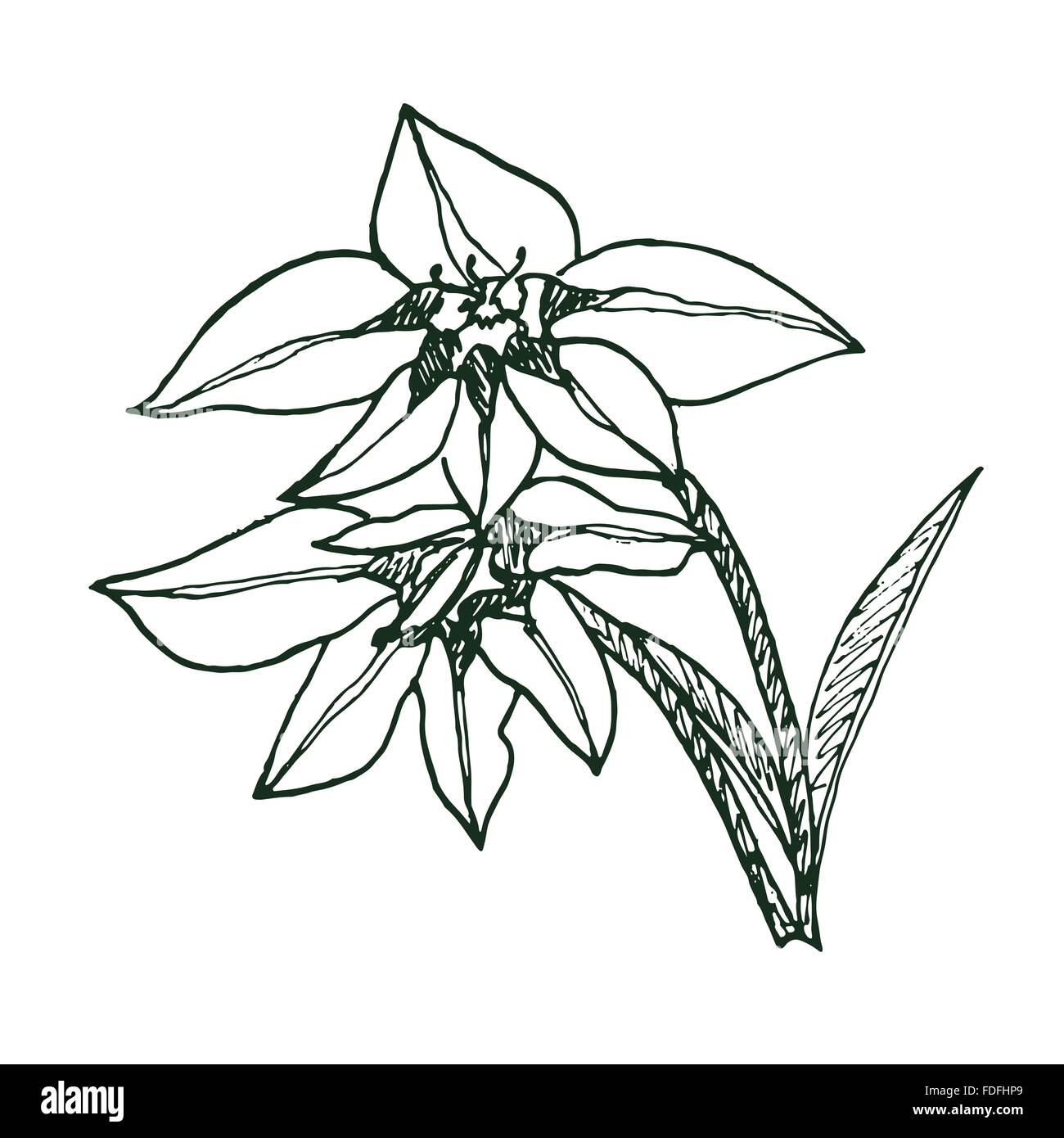 Gladiolus murielae sketch hand drawn Stock Vector