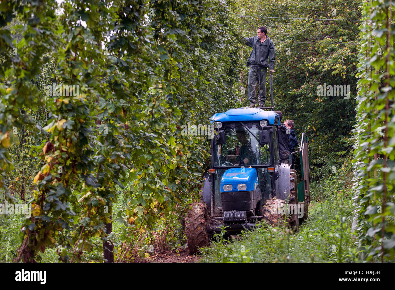 Hoppickers on the last picking day of the season, at Kitchenham Farm