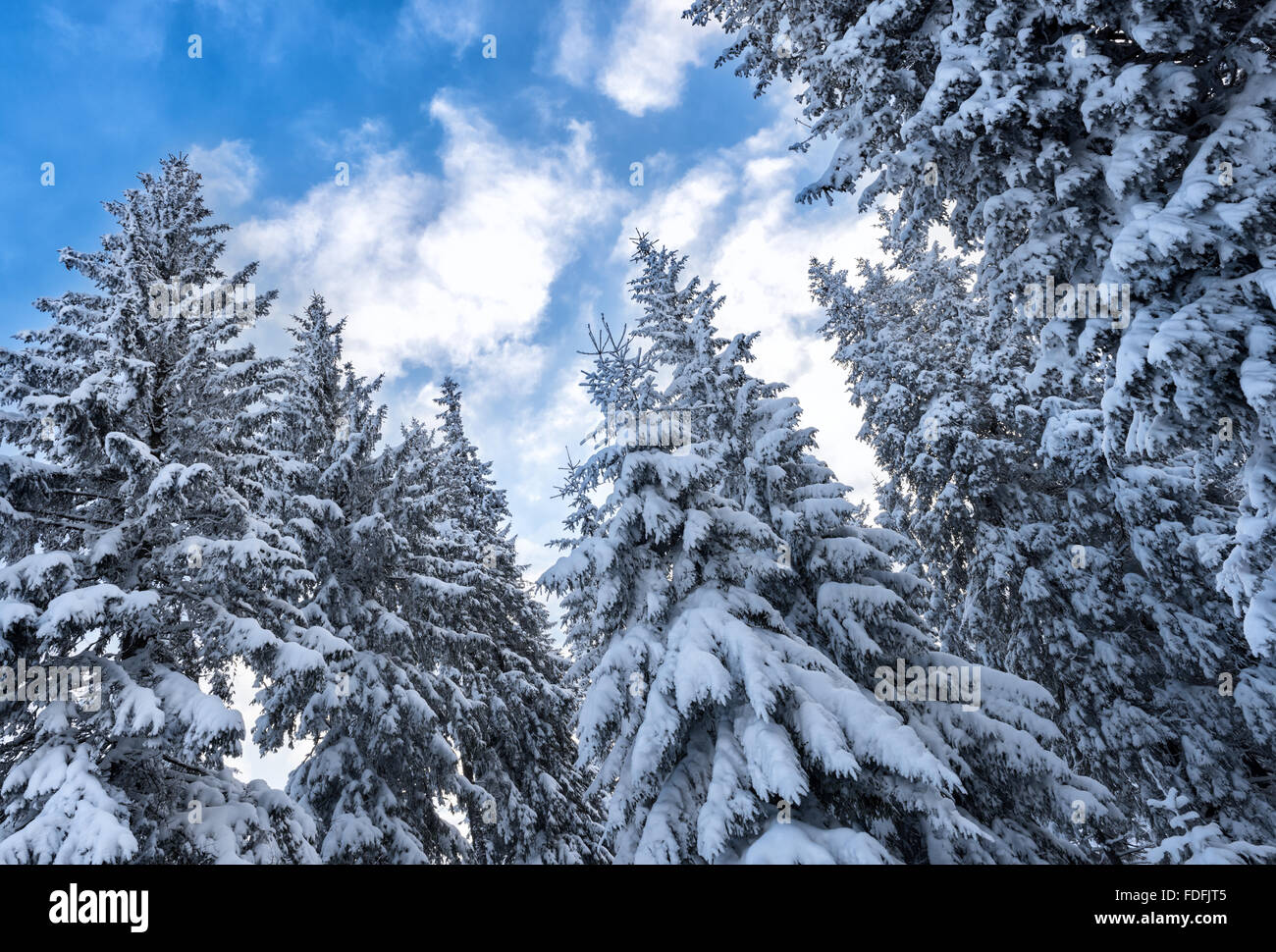 Spruce in snow with blue sky and clouds - wild nature background Stock