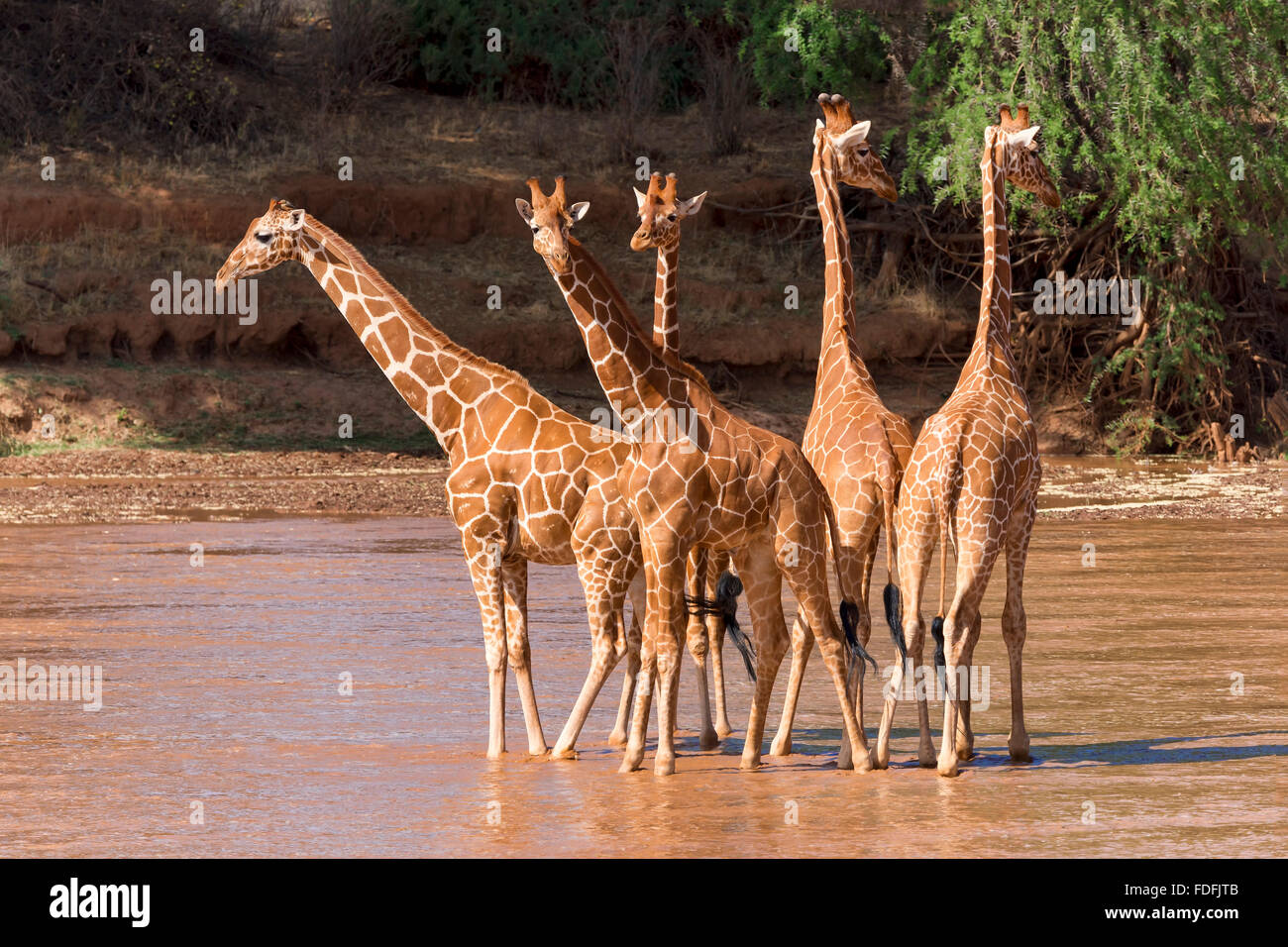 Reticulated giraffes (Giraffa reticulata camelopardalis), group standing in river, Samburu National Reserve, Kenya Stock Photo