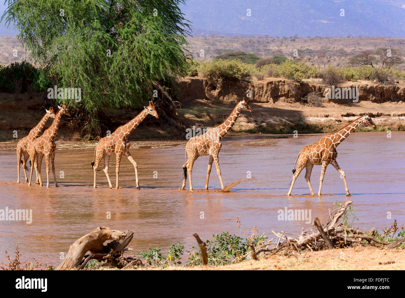 Reticulated giraffes (Giraffa reticulata camelopardalis) crossing river, Samburu National Reserve, Kenya Stock Photo
